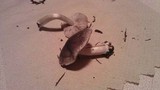 Tricholoma terreum image