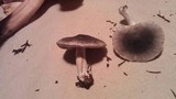 Tricholoma terreum image