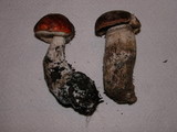 Leccinum manzanitae image