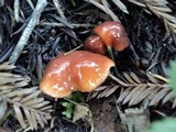Hygrocybe psittacina var. perplexa image