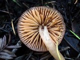 Hygrocybe psittacina var. perplexa image