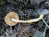 Hygrocybe psittacina var. perplexa image