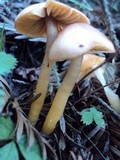 Hygrocybe psittacina var. perplexa image