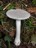 Amanita farinosa image