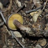 Rugosomyces onychinus image
