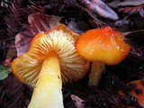 Hygrocybe acutoconica image
