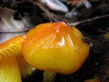 Hygrocybe acutoconica image