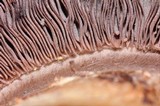 Agaricus lilaceps image