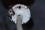 Hygrophorus eburneus image