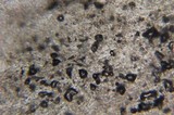 Hygrophorus eburneus image