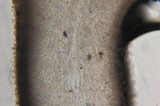 Hygrophorus eburneus image