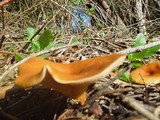 Lepista flaccida image