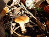 Lepista flaccida image