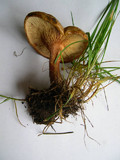 Paxillus cuprinus image