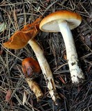 Cortinarius mucosus image