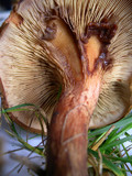 Paxillus cuprinus image