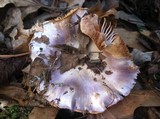 Cortinarius iodes image