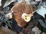 Cortinarius iodes image
