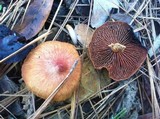 Cortinarius sect. Dermocybe image