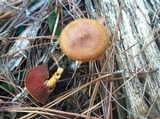 Cortinarius sect. Dermocybe image
