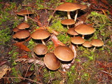 Agrocybe firma image