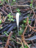 Clavaria acuta image