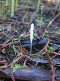 Clavaria acuta image