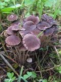 Psathyrella bipellis image