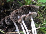 Psathyrella bipellis image