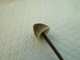 Mycena leptocephala image