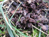 Thelephora palmata image
