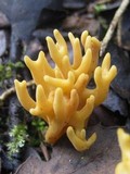Clavulinopsis corniculata image