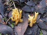 Clavulinopsis corniculata image