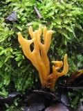 Clavulinopsis corniculata image