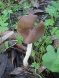 Helvella elastica image