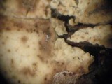Tomentellopsis pusilla image