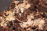Tomentellopsis pusilla image