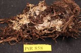 Tomentellopsis pusilla image