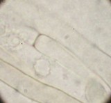 Tomentellopsis pusilla image