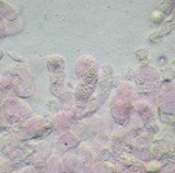 Tomentellopsis pusilla image