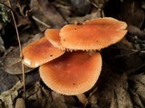 Hygrocybe psittacina var. perplexa image