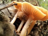 Hygrocybe psittacina var. perplexa image