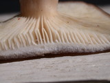 Lactarius pseudomucidus image