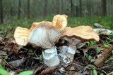 Armillaria gallica image