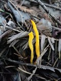 Clavulinopsis fusiformis image