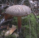 Boletus chrysenteron image