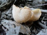 Peziza vesiculosa image