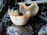 Peziza vesiculosa image