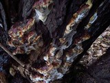 Ganoderma sessile image