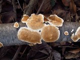 Irpex lacteus image